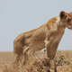 Illustration for article titled Out of Africa. The First One.